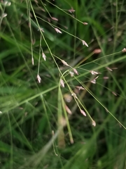 Eragrostis elliottii