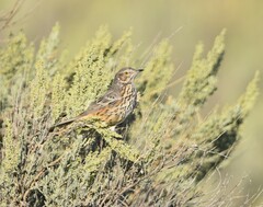 Oreoscoptes montanus