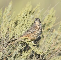 Oreoscoptes montanus