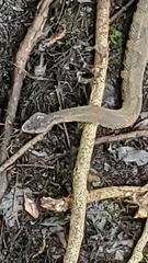 Agkistrodon piscivorus
