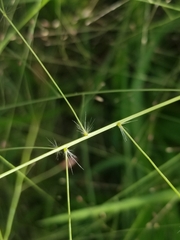 Eragrostis elliottii
