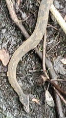 Agkistrodon piscivorus