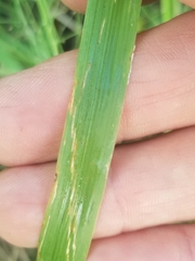 Eragrostis elliottii