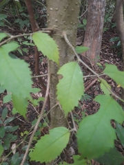 Maclura tinctoria