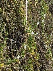 Calystegia purpurata