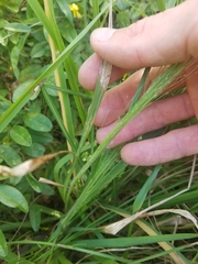 Eragrostis elliottii