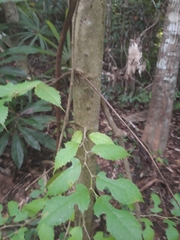 Maclura tinctoria