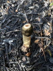 Phallus ravenelii