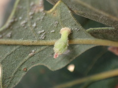 Atrusca clavuloides
