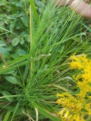 Eragrostis elliottii