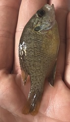 Lepomis