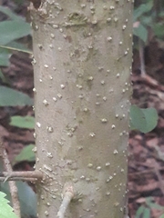 Maclura tinctoria