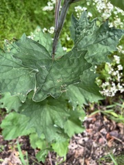 Arnoglossum atriplicifolium