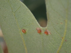 Neuroterus saltatorius