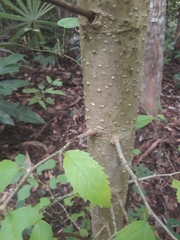 Maclura tinctoria
