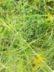 Eragrostis elliottii
