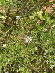 Symphyotrichum dumosum