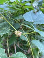 Ampelomyia vitiscoryloides