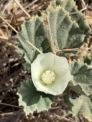 Malvella leprosa