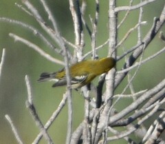 Setophaga townsendi