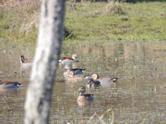 Callonetta leucophrys