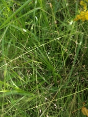 Eragrostis elliottii