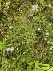 Symphyotrichum dumosum