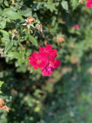 Rosa gallica