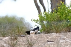 Rhipidura leucophrys