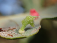 Atrusca clavuloides