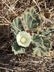 Malvella leprosa