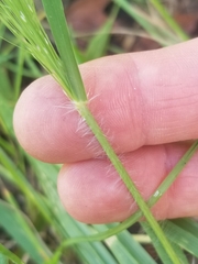 Eragrostis elliottii