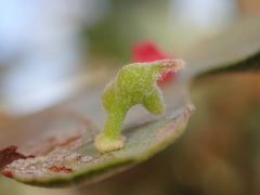 Atrusca clavuloides