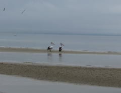 Pelecanus conspicillatus