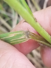 Eragrostis elliottii