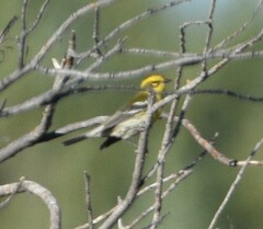 Setophaga townsendi