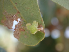 Atrusca clavuloides