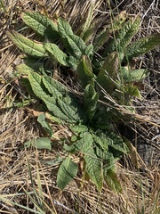Verbascum virgatum