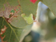 Atrusca clavuloides
