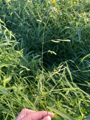 Leersia