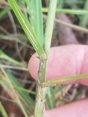 Eragrostis elliottii