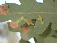 Atrusca clavuloides