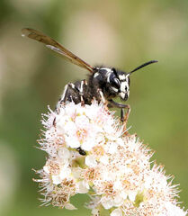 Dolichovespula arctica