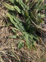 Verbascum virgatum