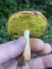 Aureoboletus