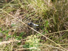 Libellula fulva