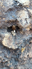Sceloporus occidentalis