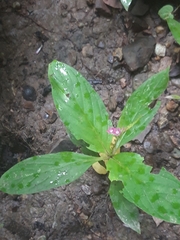 Spigelia