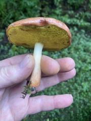 Aureoboletus