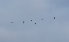 Pelecanus conspicillatus